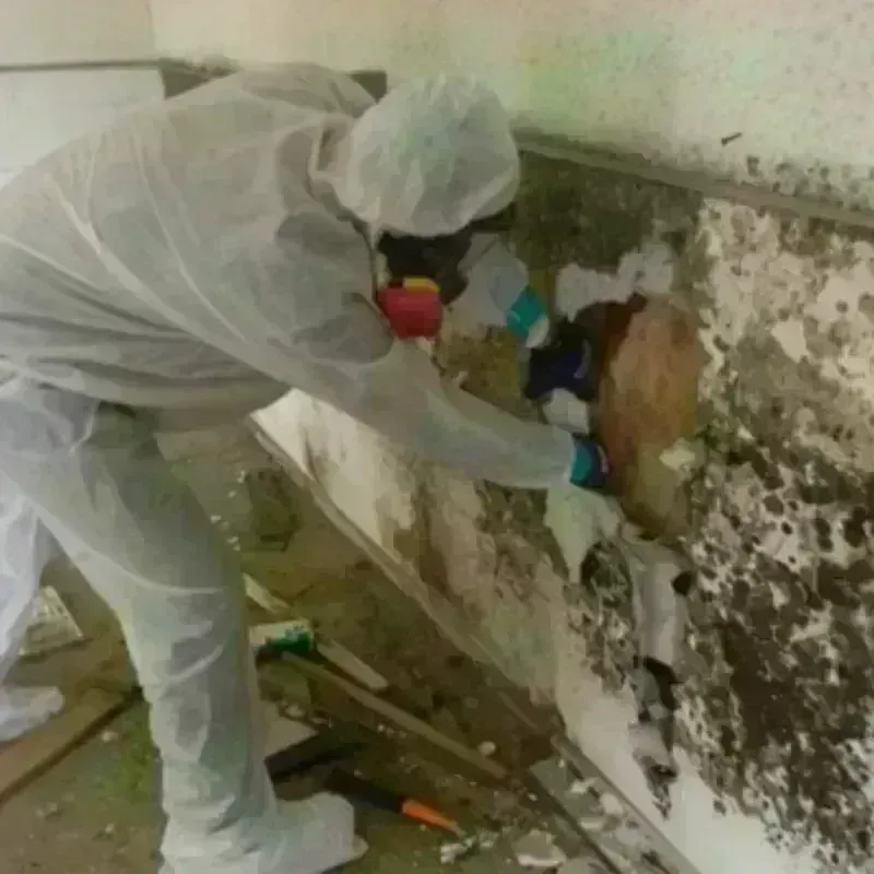 Mold Remediation and Removal in Kingman, AZ